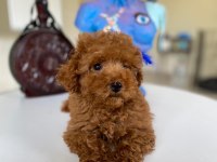 Tüy dökmeyen kalite sağlık ırk garantili poodle yavrularımız
