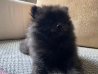 Erkek Ayıcık Pomeranian