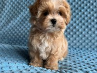 Korean maltipoo ırk garantili