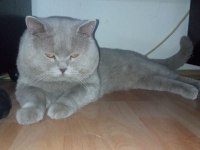 British Shorthair Yeni yavrular (Beyaz&Gri) ANKARA/Polatlı
