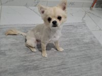 Orjinal erkek chihuahua