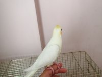 3 aylık yavru sultan papağanı