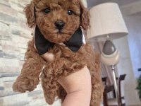 Toypoodle Yavrularımız Yavrularımız