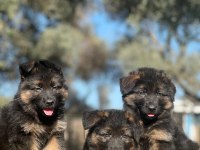 Showline K9 Alman Kurdu Yavrularımız