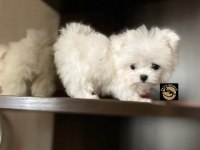 Maltese yavrularımız