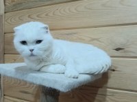 scottish fold kedimiz