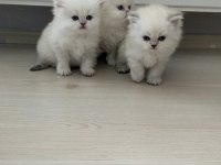 Scottish straight longhair pamuk bebek