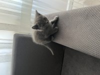 Scottish fold ve straight yavrular