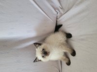 Güzel british shorthair yavrular