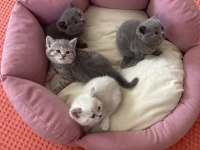 Scottish fold bebekler