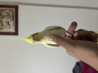 FULL EVCİLL SULTAN PAPAĞANI LİMON