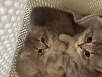 British longhair kedisi