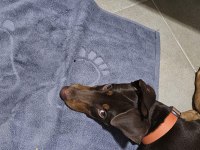 5.5 Aylık Eğitimli Aşıları Tam Kızıl Doberman