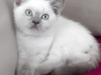 British shorthair kedimizi sahiplendirme