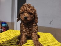 Toy poodle yavrular