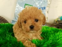 ORJİNAL POODLE BEBEKLER