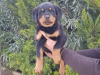 Koca kafa rottweiler yavrularımız