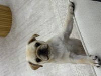 4 aylık aşıları tam dişi pug