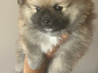 Sağlıklı Pomeranian Boo