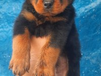 Rottweiler Dişi Erkek Mevcut Şecereli
