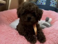 TOY PODDLE