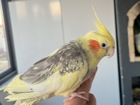5 aylık ele alışkın sultan papağanı kafes dahil