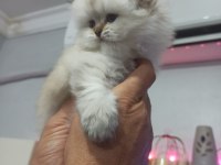 Güzel bebeğimiz british longhair