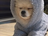 Çok Uygun Orijinal Ayı Surat 1 Yaşında Erkek Pomeranian