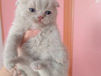 Safkan teslime hazır bebek kediler