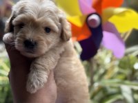 Maltipoo bebekler
