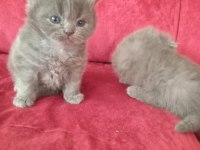 British scottish fold yavrularımız sağlık garantili