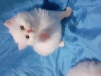 Safkan iran kedi yavrusu