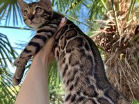 Show Class Brown Bengal Yavrular