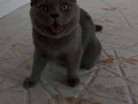 8 aylık british shorthair oğlumuzu sahiplendiriyoruz