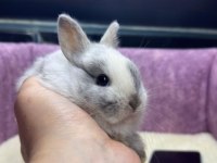 CÜCE NETHERLAND DWARF TAVŞAN YAVRULARIMIZ