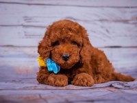 Toy Poodle Safkan Her Renk Yavrularımız