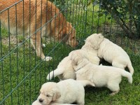 Golden Retriever Kapıda Ödeme Hizmetimiz Vardır