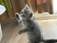 Blue tabby erkek bebek british longhair