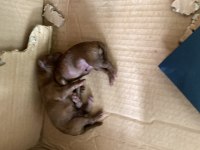 Mersin Kore Poodle Bakımlı Evde Doğmuş