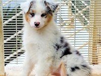 Çok güzel ve kaliteli border collie yavruları