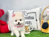 ANTALYA ORJİNAL HER RENK POMERANİAN YAVRULAR