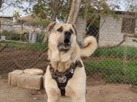 Kangalların Psikopatı