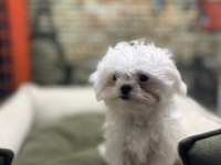 Kore kan teacup erkek maltese terrier yavrumuz