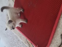 Mavi boncuklarım british shorthair