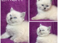 Rezerve satışa hazır british shorthair yavrular