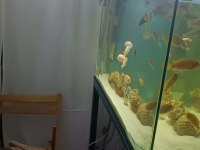 1 metre akvaryum