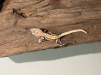 SUPER CRESTED GECKO YAVRULAR