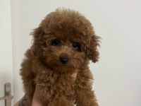 Orijinal teacup Poodle