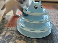 British Shorthair ve Siyam Birleşimi Kedimiz
