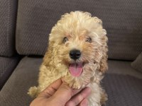 3 aylık aşıları yapılmış eğitimli poodle